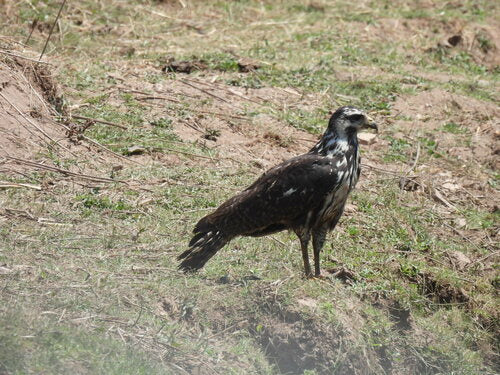 Karmozijnrode Buizerd — Bild 2