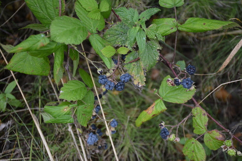 Dauwbraam — Bild 2
