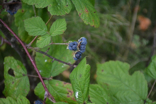 Dauwbraam — Bild 1
