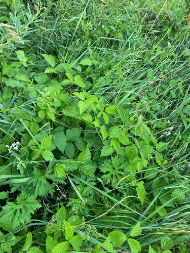 Dauwbraam — Bild 5