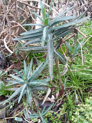 Kruisbladige wolfsmelk — Bild 4