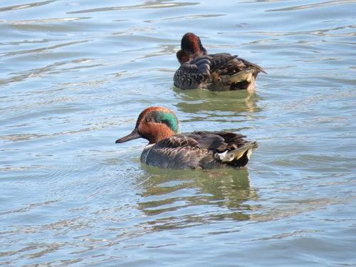 Wintertaling — Bild 1