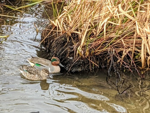 Wintertaling — Bild 3