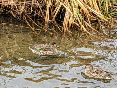 Wintertaling — Bild 2