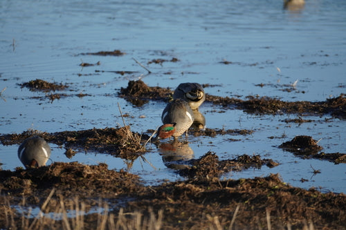 Wintertaling — Bild 5