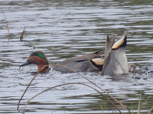 Wintertaling — Bild 4