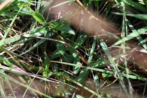 kruipende wilg — foto 5 van 11