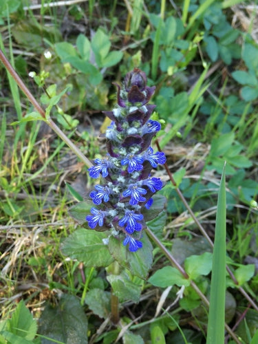 Kruipende Gunsel — Bild 5