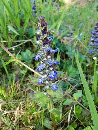 Kruipende Gunsel — Bild 3