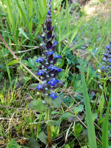 Kruipende Gunsel — Bild 4