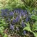 Kriechender Günsel (Ajuga reptans) in Blüte im naturnahen Garten (KI-generiert)