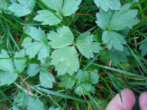Kruipende boterbloem — Bild 5