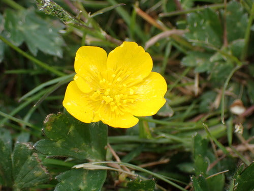 Kruipende boterbloem — Bild 4
