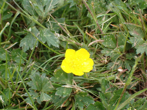 Kruipende boterbloem — Bild 3