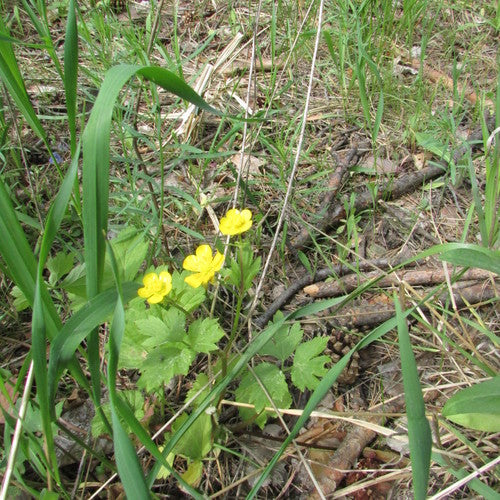 Kruipende boterbloem — Bild 2