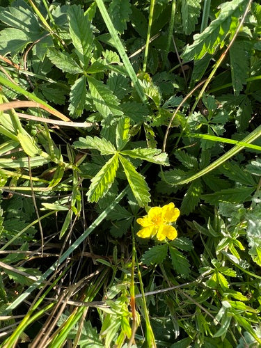 Kruipende wateraardbei — Bild 4