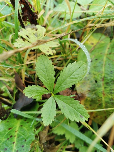 Kruipende wateraardbei — Bild 2