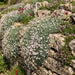 Kriechendes Gipskraut (Gypsophila repens) in Blüte im naturnahen Garten (KI-generiert)