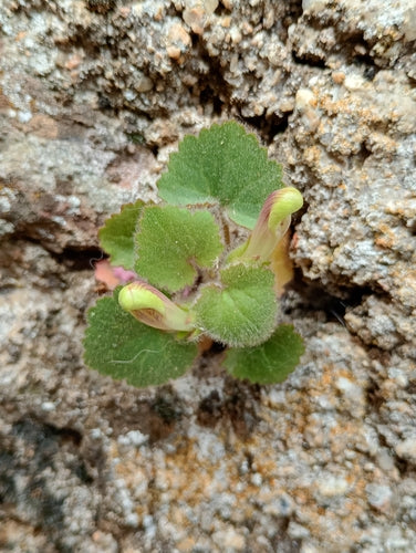 Kruipende leeuwebek — foto 5 van 9