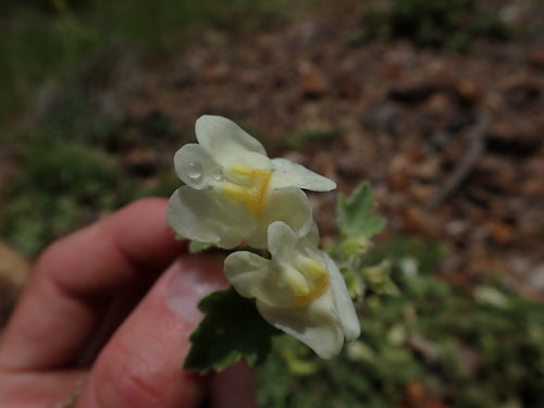 Kruipende leeuwebek — foto 2 van 9