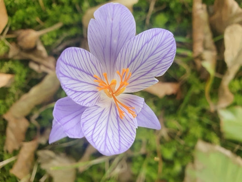 krokus — Bild 3