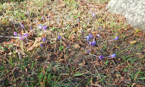 krokus — Bild 5