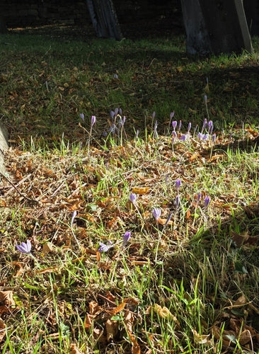 krokus — Bild 4