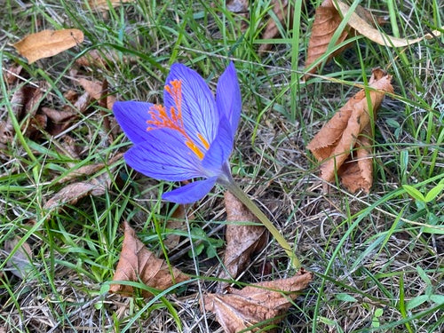 krokus — Bild 2