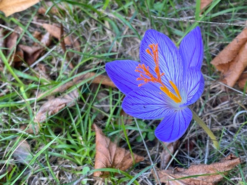 krokus — Bild 1