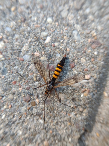 Krokus weidevlieg — Bild 1