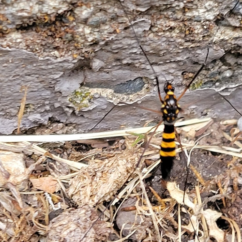 Krokus weidevlieg — Bild 3