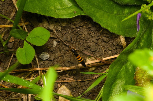 Krokus weidevlieg — Bild 4