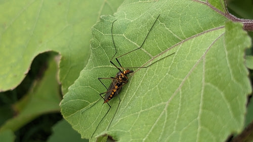 Krokus weidevlieg — Bild 2