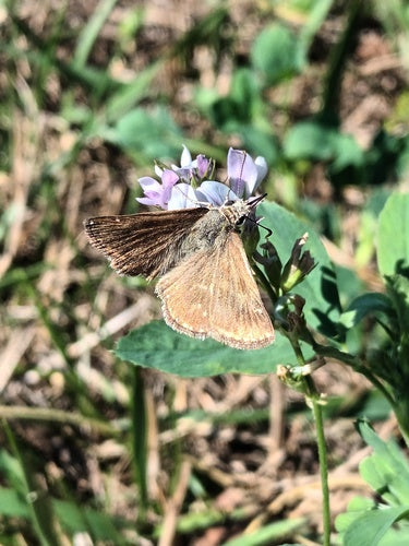 Kroonwikke vlinder — Bild 5