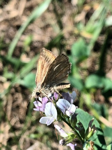 Kroonwikke vlinder — Bild 4