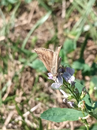 Kroonwikke vlinder — Bild 3
