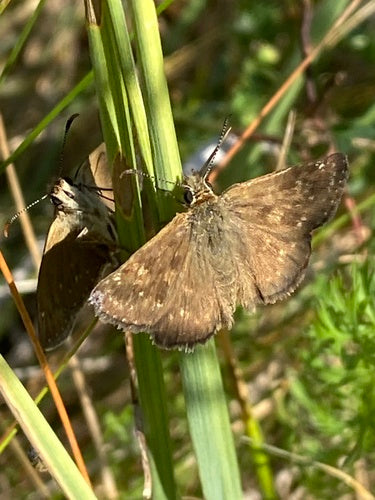 Kroonwikke vlinder — Bild 2