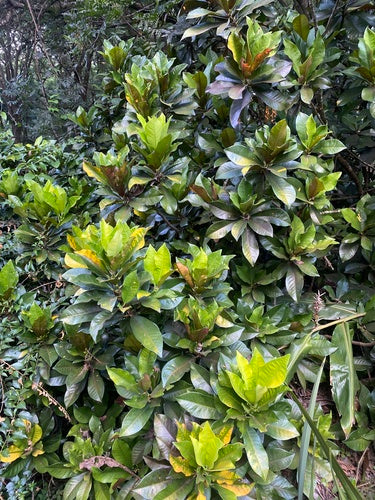 Croton — Bild 5