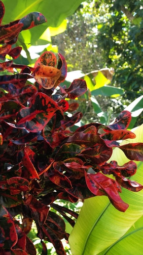 Croton — Bild 4