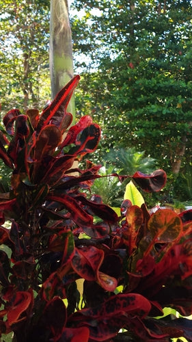 Croton — Bild 3