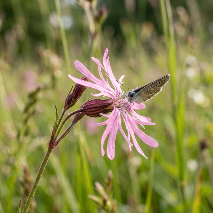 Blüte von Kuckucks-Lichtnelke (Lychnis flos-cuculi) in Nahaufnahme (KI-generiert)