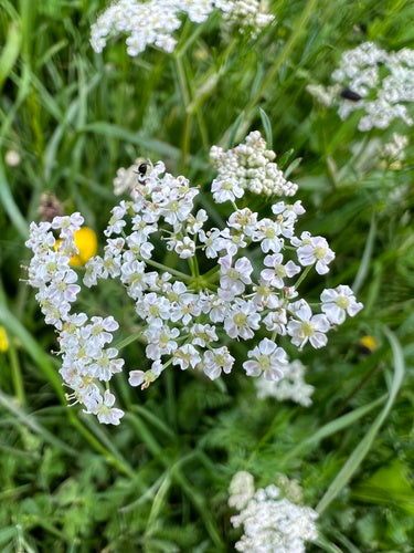 Karwijzaad — Bild 2