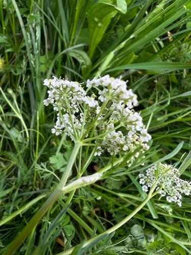 Karwijzaad — Bild 1