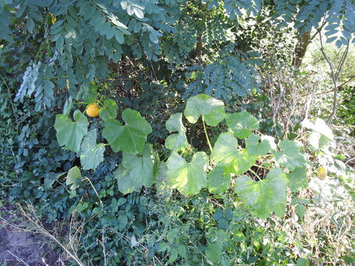 Pompoen — Bild 5