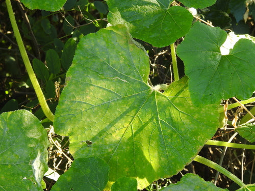 Pompoen — Bild 4