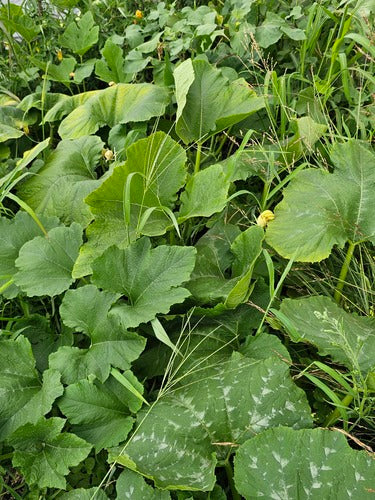 Pompoen — Bild 3