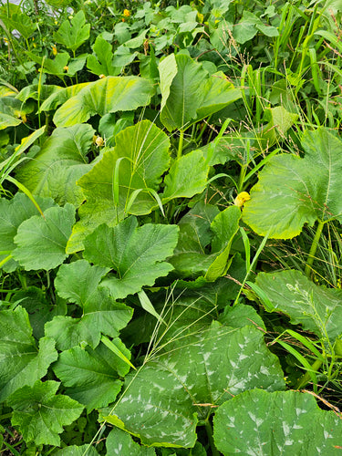Pompoen — Bild 2