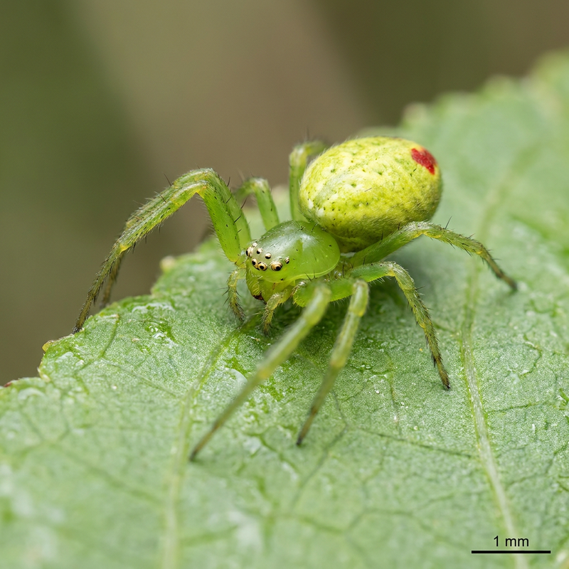 Pompoen spin