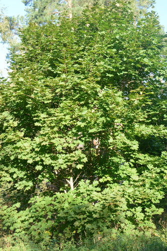 Bal esdoorn — Bild 2