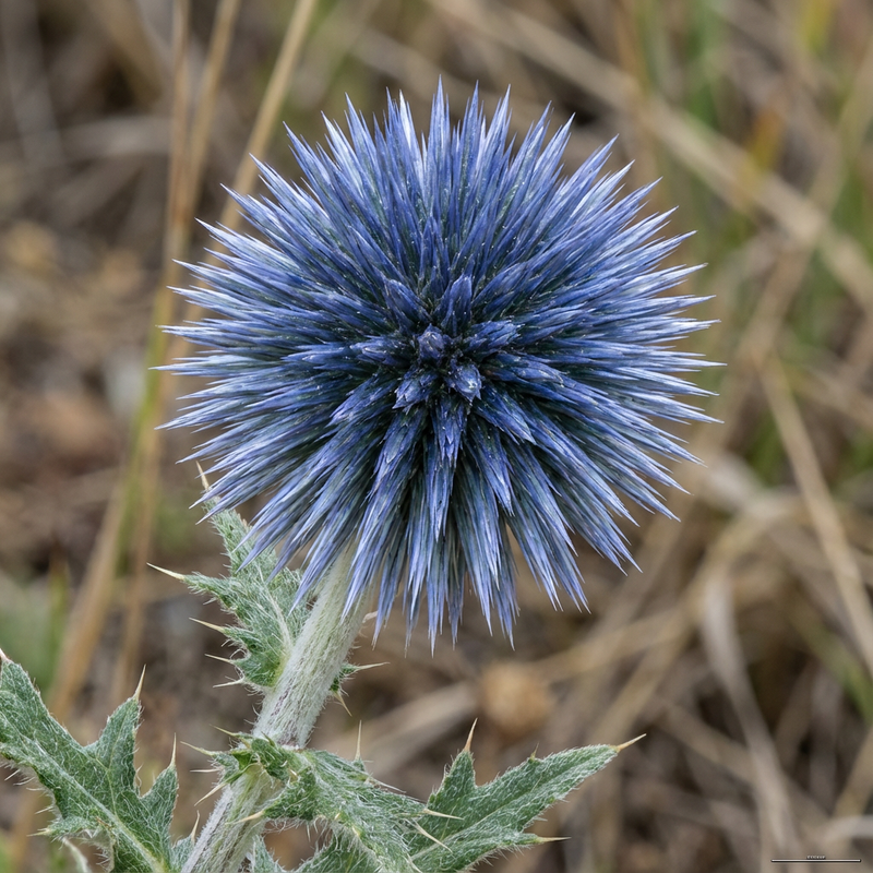 Bol distel